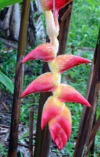 Heliconia regalis \'Barnum & Bailey\'