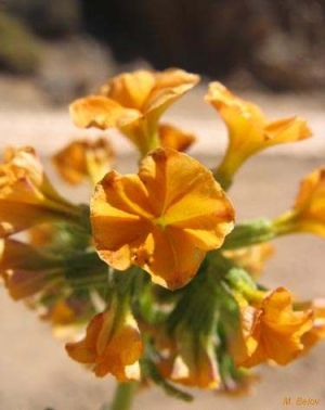 Heliotropium lineariifolium