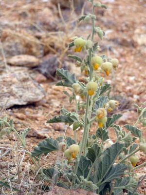 Hermannia althaeoides