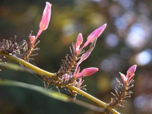 Hesperaloe campanulata