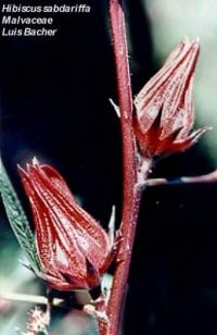 Hibiscus sabdariffa var. rubra