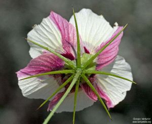 Hibiscus caesius