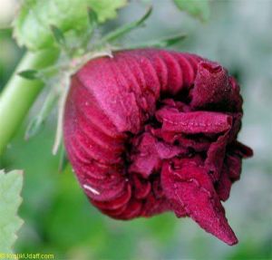 Hibiscus furcellatus