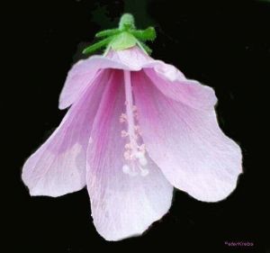 Hibiscus geranioides