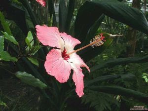 Hibiscus storckii