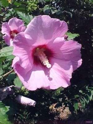 Hibiscus syriacus 'Minerva'