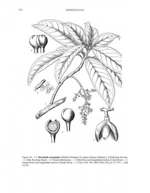 Horsfieldia glabra*