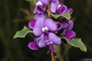 Hovea chorizemifolia