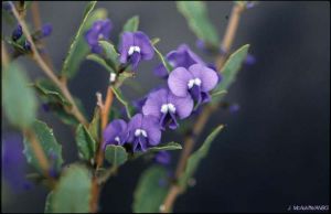 Hovea chorizemifolia