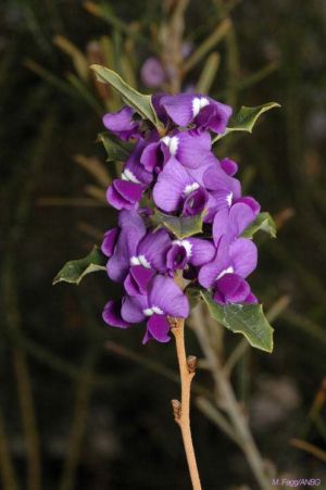 Hovea chorizemifolia