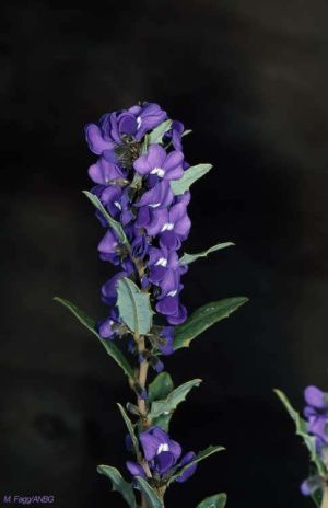 Hovea chorizemifolia