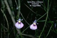 Hybanthus calycinus
