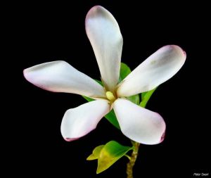 Gardenia neuberia