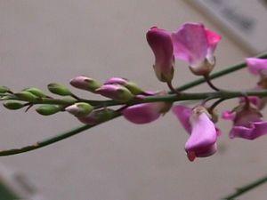 Indigofera filifolia