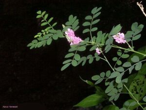 Indigofera pseudotinctoria