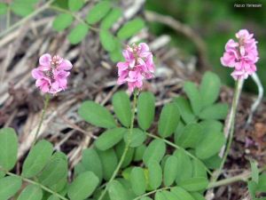 Indigofera pseudotinctoria