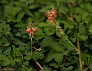 Indigofera spicata