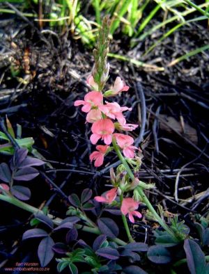 Indigofera spicata