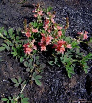 Indigofera spicata