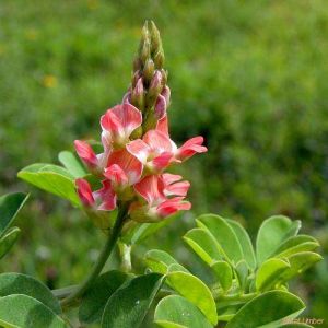 Indigofera spicata