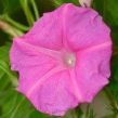 Ipomoea 'Candy Pink'