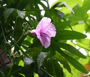 Ipomoea mauritiana