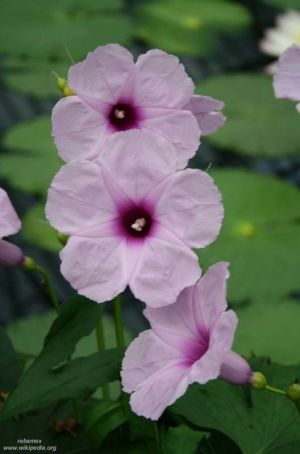 Ipomoea mauritiana