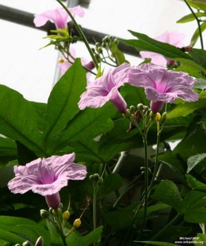 Ipomoea mauritiana