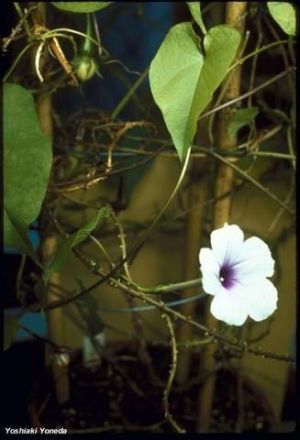 Ipomoea muricata