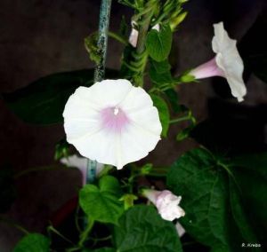 Ipomoea muricata