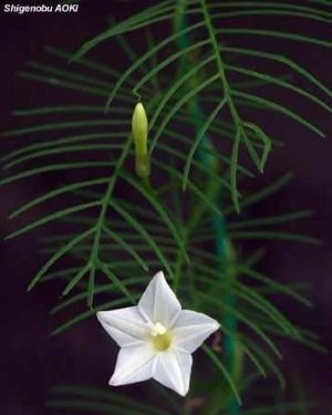 Ipomoea quamoclit \'alba\'