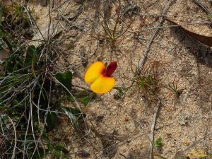 Isotropis cuneifolia