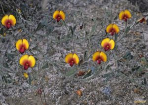 Isotropis cuneifolia