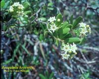 Jacquinia keyensis*