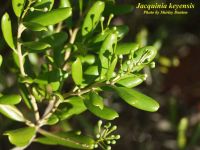 Jacquinia keyensis*