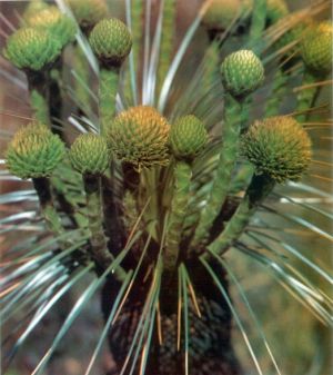 Kingia australis*