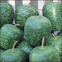 Lagenaria siceraria - Apple