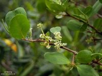 Laguncularia racemosa*