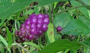 Lantana trifolia