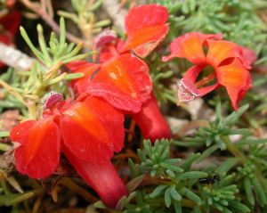 Lechenaultia formosa