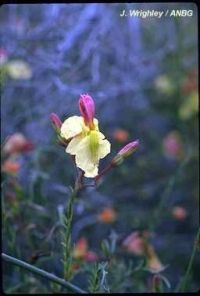 Lechenaultia linarioides