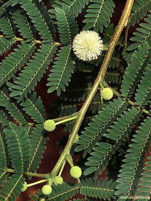 Leucaena leucocephala