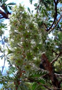 Leucosidea sericea