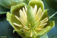 Liriodendron chinense