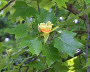 Liriodendron tulipifera