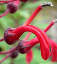 Lobelia tupa