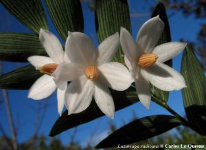 Luzuriaga radicans*