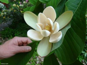Magnolia officinalis var. biloba