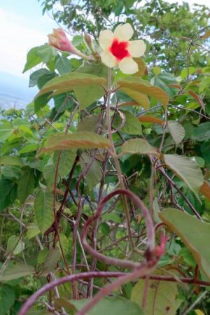 Mandevilla hirsuta