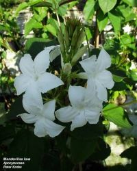 Mandevilla suaveolens HARDY MANDEVILLA VINE White Flowers SEEDS! 